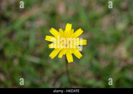 Dandelion flower in bloom Stock Photo