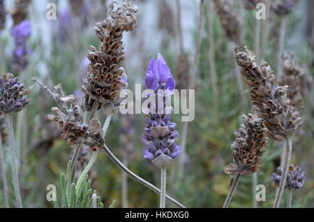 Lavender flower in detail Stock Photo