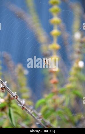 Spider in the middle of spider web Stock Photo