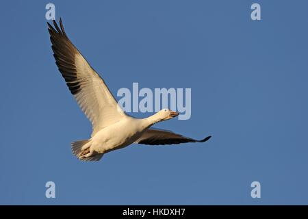 Snow Goose (Anser caerulescens, Chen caerulescens) in flight, Bosque del Apache, New Mexico, USA Stock Photo