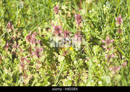 kinds of flowers in the meadow, note shallow depth of field Stock Photo