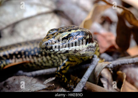 Golden brown skink, (Eulamprus tympanum) posing on a log, looking at ...