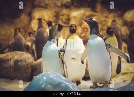Gentoo penguis standing together in the zoo Stock Photo