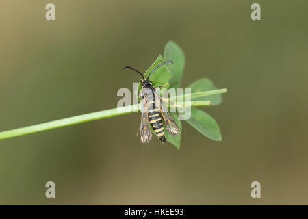 Six-belted Clearwing (Bembecia ichneumoniformis) perched on its food plant, kidney vetch in an East Anglian grassland Stock Photo