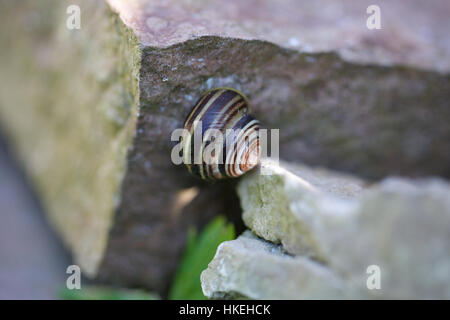 snail on rock. natural, pattern, snail shell, spiral.