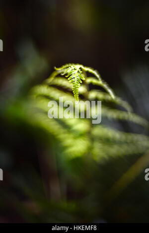 Detail of a tree fern leaf in submontane tropical forest. Stock Photo