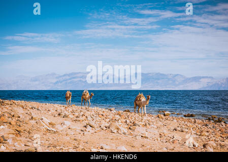 Camels on desert beach coast Sinai, Egypt, Africa Stock Photo