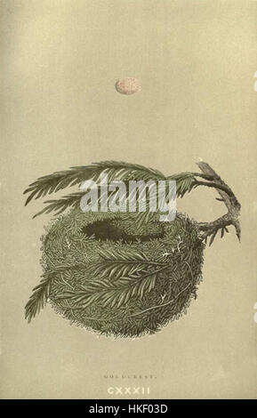 This plate from a botanical guide illustrates the various types of ...