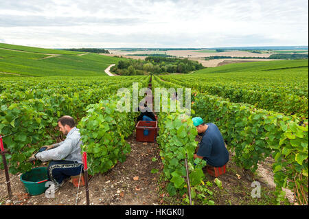 Colombé-le-Sec (north-eastern France): 2015 grape harvest in the Champagne wine region 'Côte des Bar'. Stock Photo