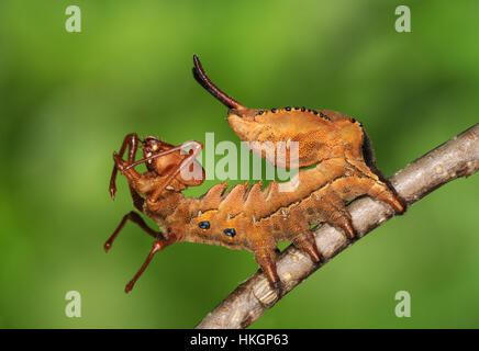Lobster Moth - Stauropus fagi larva Stock Photo