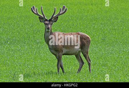 Red deer buck (Cervus elaphus) with antlers standing on green field Stock Photo