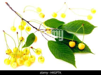 White cherries Stock Photo