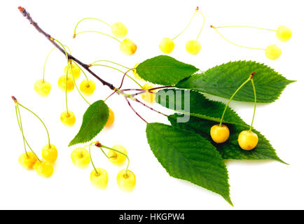 White cherries Stock Photo