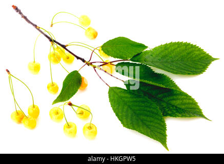 White cherries Stock Photo