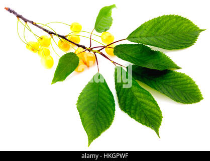 White cherries Stock Photo