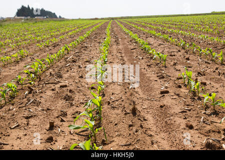 Newly germinated, young maize plants (Zea mays) growing in a Mielie field on the highveld. Stock Photo