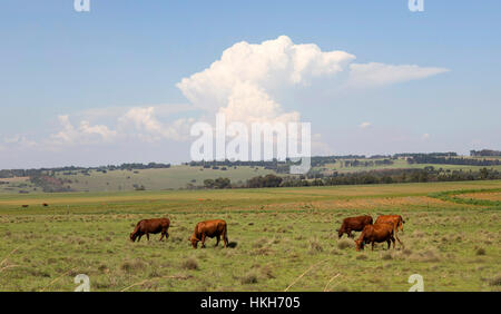 Cattle grazing in the veld with a Cumulo-nimbus cloud on the horizon as typically develops over the highveld during summer months Stock Photo