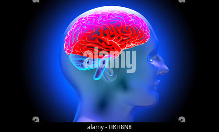 Human brain 3D render Stock Photo