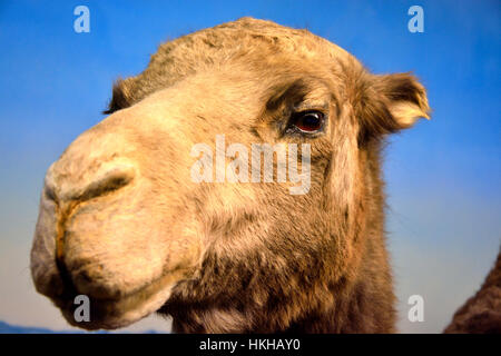 Camel funny animal face looking at camera Stock Photo - Alamy