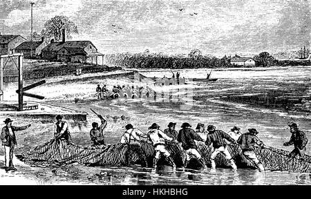 1879: Shad fishing in Delaware Bay,  which would be preserved by a unique smoking process that would keep them edible through the winter. The average annual catch of shad from there was about 4 million fish, and it became an important part of the local economy, until the river became too polluted.The bay is bordered by New Jersey and Delaware States, United States of America Stock Photo