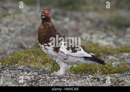 Male Willow Ptarmigan (or Grouse) showing fall colours in arctic tundra Stock Photo