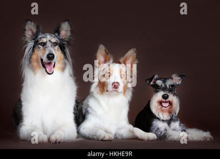 Rough Collie, Australian shepherd dog and schnauzer poses in studio Stock Photo