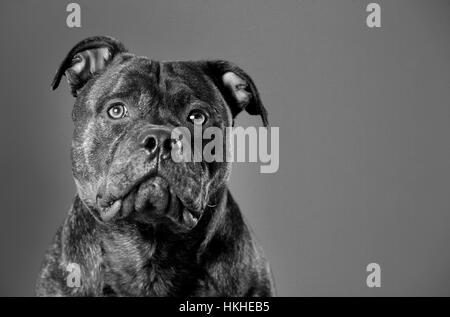 Staffordshire Bull Terrier portrait in studio Stock Photo