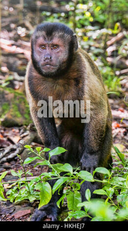 Hooded Capuchin monkey on Devil's island Stock Photo