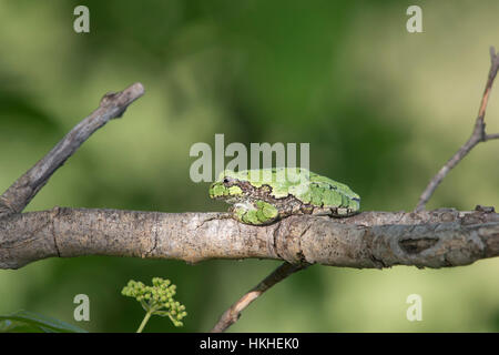Gray Tree Frog Stock Photo
