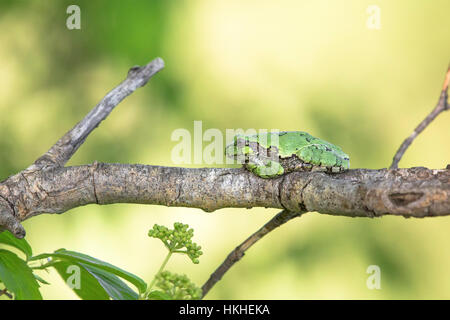 Gray Tree Frog Stock Photo