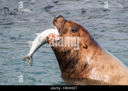 A sea lion swims into the fish weir area and grabs a Pink salmon (Oncorhynchus gorbuscha), Allison Point, outside Valdez Stock Photo