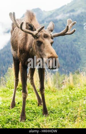 Bull moose (alces alces) with velvet antlers looks at camera with mountain in the background, Alaska Wildlife Conservation Center Stock Photo