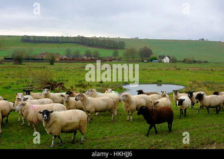 Flock of sheep in a field at Stratford Bridge just outside Salisbury