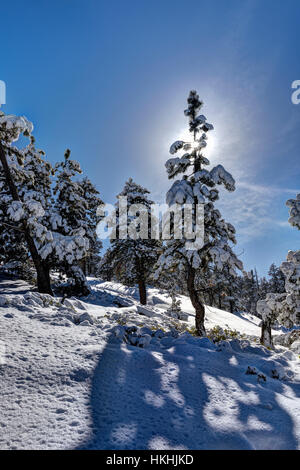 Snow covered pine tree in Bryce canyon Stock Photo