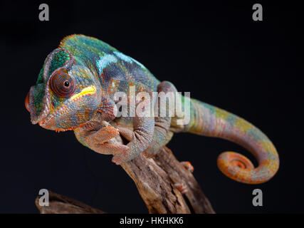 Panther Chameleon portrait in studio with black background