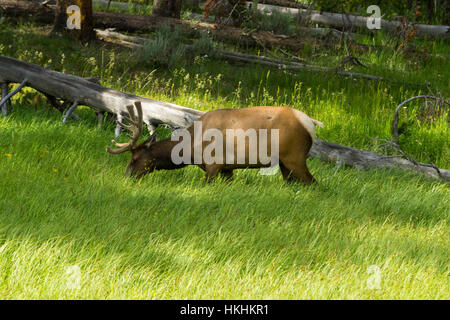 Elks and Bisons in Yellowstone National Park, Wyoming, USA Stock Photo