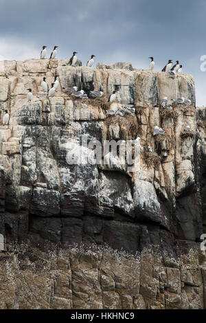 Seabirds on the Farne Islands Stock Photo