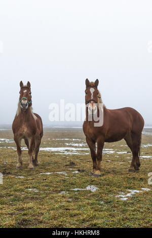 Amish work horses spending a foggy winter day on their own out in a farm field, central Michigan, USA Stock Photo