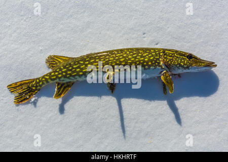 Northern Pike, Esox lucius, caught and released while ice fishing on Lake of the Clouds, Canadian Lakes, Stanwood, Michigan, USA Stock Photo
