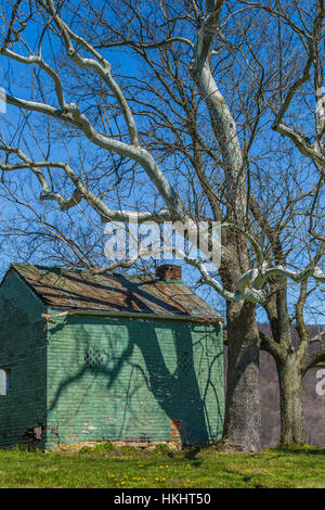 American Sycamore, Platanus occidentalist, casting a shadow on a farm outbuilding at Seip Earthworks, where a civilization of early mound-building Ame Stock Photo