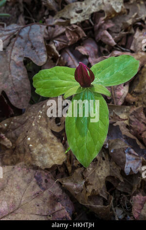 Toadshade, Trillium sessile, flowering in the spring forest in Serpent Mound State Memorial in Adams County, Ohio, USA Stock Photo