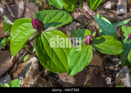 Toadshade, Trillium sessile, flowering in the spring forest in Serpent Mound State Memorial in Adams County, Ohio, USA Stock Photo