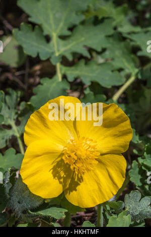 Wood Poppy, Stylophorum diphyllum, aka Celandine Poppy and Poppywort, in the forest in Serpent Mound State Memorial, Ohio, USA Stock Photo