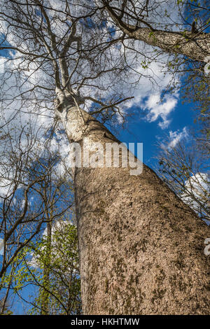 American Sycamore, Platanus occidentalis, towering above the floodplain of Brush Creek at Great Serpent Mound, Ohio, USA Stock Photo