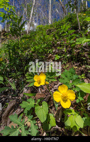 Wood Poppy, Stylophorum diphyllum, aka Celandine Poppy and Poppywort, in the forest in Serpent Mound State Memorial, Ohio, USA Stock Photo