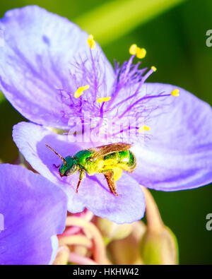 GREEN BEE ON BLUE SPIDERWORT Stock Photo