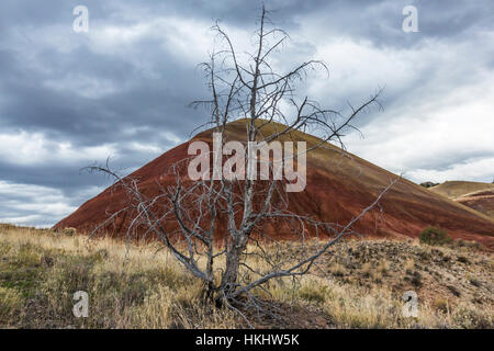 Fire-killed Western Juniper, Juniperus occidentalis, in Painted Hills, John Day Fossil Beds National Monument, Oregon, USA Stock Photo