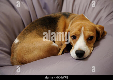 Beagle dog sleep on couch in leaving room Stock Photo