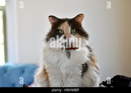 A long haired calico cat sitting in her cat house Stock Photo