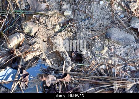 White-tail deer tracks in the mud Stock Photo